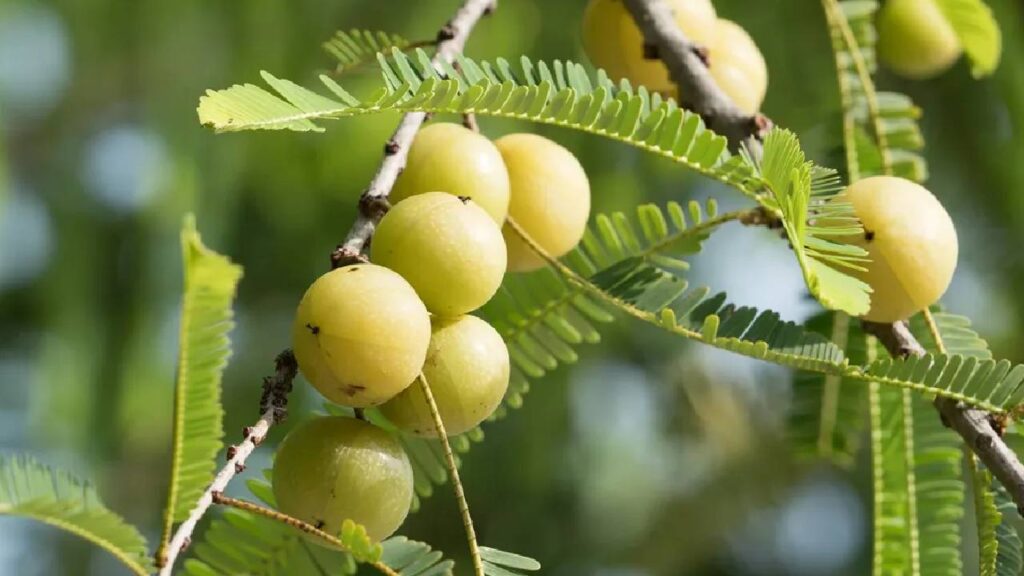 How to Grow Amla in Your Kitchen Garden Easily – Best Tips, Soil Type, and Care Guide