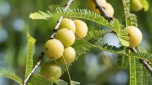 आंवला उगाना अब मुश्किल नहीं, जानिए कब और कैसे करें इसकी बुवाई