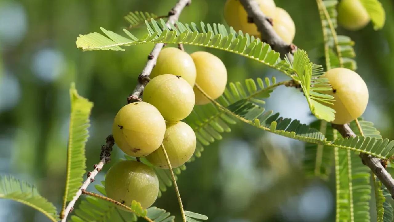 आंवला उगाना अब मुश्किल नहीं, जानिए कब और कैसे करें इसकी बुवाई Grow Amla In Kitchen Garden Easy Steps Benefits Soil Care Guide