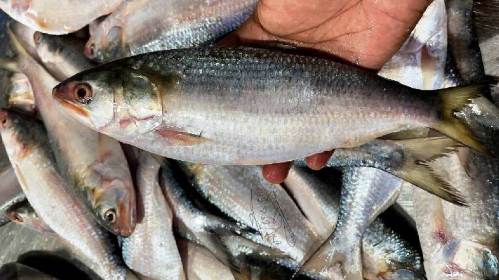 Bangladesh Deploys Navy and Helicopters to Protect Hilsa Fish During Spawning Season