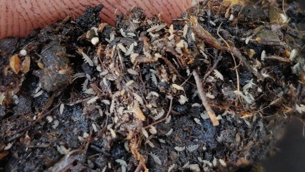 How to Remove Insects from Potting Soil Naturally | Easy Home Remedies to Keep Plants Healthy and Pest-Free