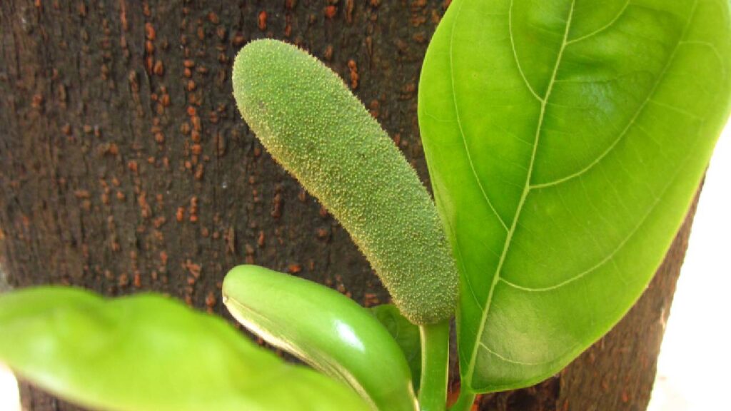 How to Prevent Jackfruit Fruits from Dropping: Easy Tips for Farmers
