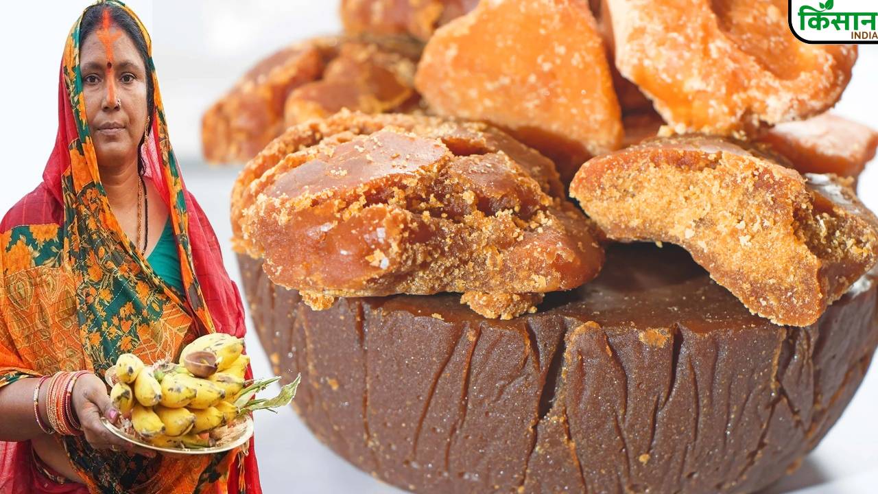 छठ पूजा के मौके पर जानें, असली और नकली गुड़ की पहचान कैसे करें? How To Identify Pure Jaggery Easy Ways To Spot Fake Or Chemical Mixed Jaggery This Chhath Puja