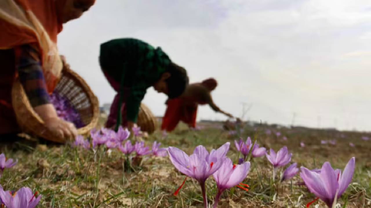Kashmir Saffron Crisis 2025 Only 15 Percent Bloom In Pampore Farmers Blame Heatwaves Changing Weather Patterns For Low Yield Hope For Better Season Next Year