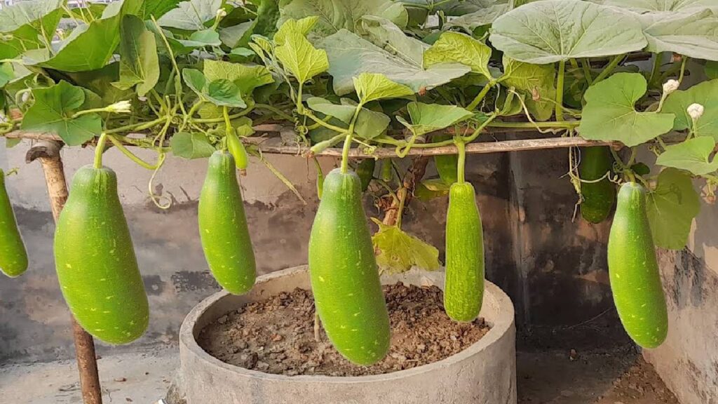 How to Grow Bottle Gourd (Lauki) at Home in Pots: A Complete A to Z Guide