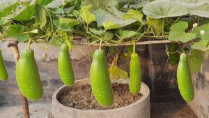 लौकी की फसल पर इस देसी घोल का करें छिड़काव, देखते ही देखते फल-फूल से लद जाएगा पौधा