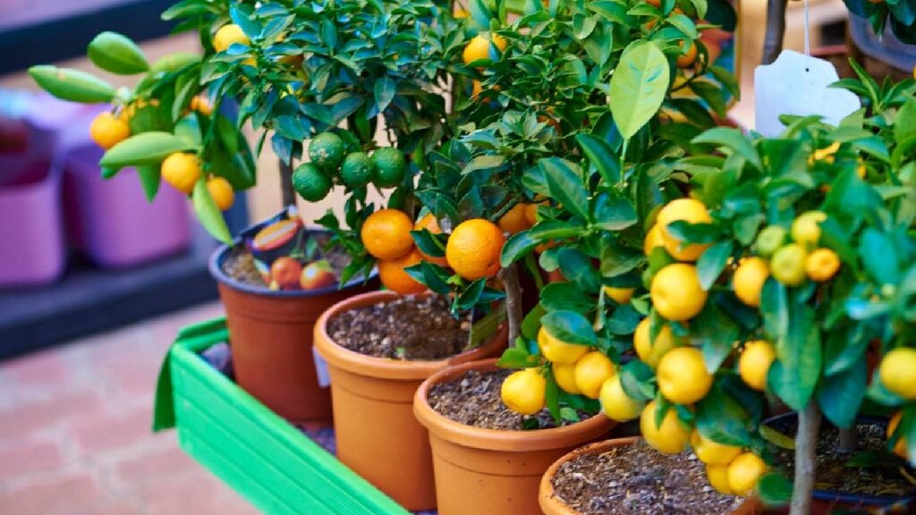 Easy Ways to Grow Guava, Orange, Mango, and Lemon on Your Terrace