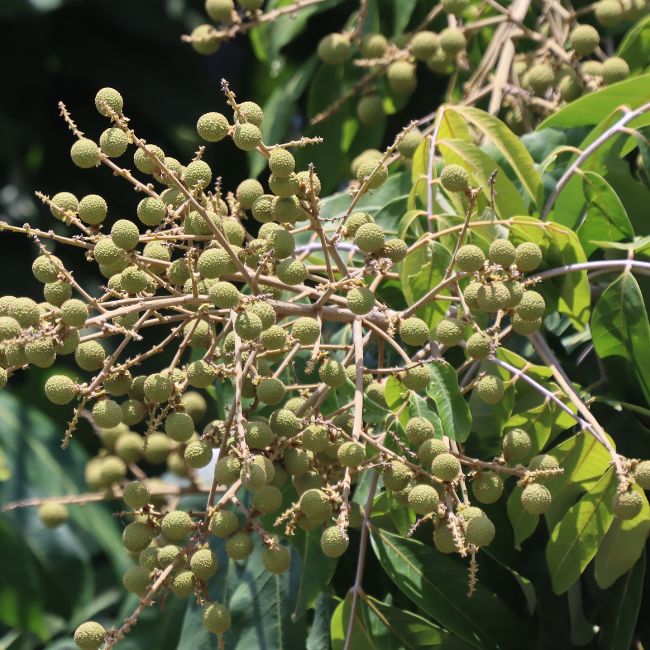 litchi-sister-longan-fruit