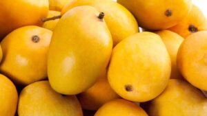 आम प्रेमियों के लिए खुशखबरी! सीजन से दो महीने पहले ही बाजार में आए अल्फांसो