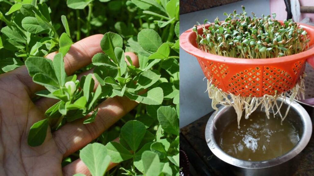 Grow Fenugreek Without Soil: Easy Hydroponic Method to Get Fresh Methi Leaves at Home