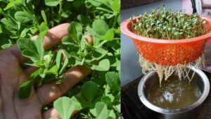 बिना मिट्टी के ऐसे लगाएं मेथी, बस पानी में उग जाएगी हरी-भरी पत्तियां