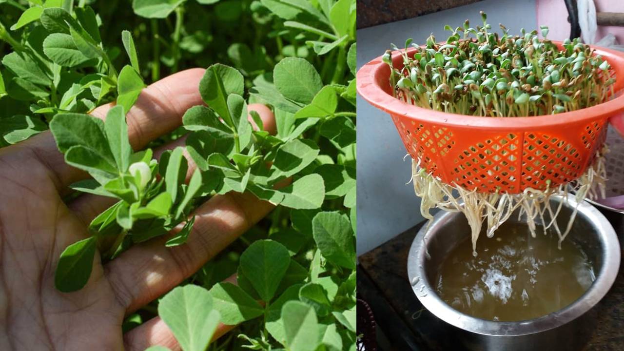 बिना मिट्टी के ऐसे लगाएं मेथी, बस पानी में उग जाएगी हरी-भरी पत्तियां How To Grow Fenugreek Without Soil Hydroponic Method For Fresh Methi Leaves At Home In Water Step By Step Guide