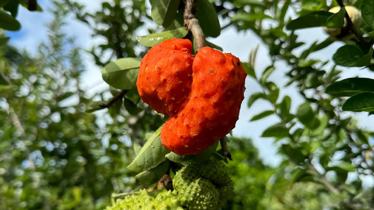 किसानों की किस्मत बदल देगी इस फल की खेती, 3 एकड़ में होगी 20 लाख तक की कमाई Miami Fruit Farming Profit Tips For Farmers Earning 20 Lakh In 3 Acre