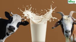 न गाय, न बकरी… इस जानवर का दूध बिकता है 5000 रूपये लीटर, जानिए क्यों है खास