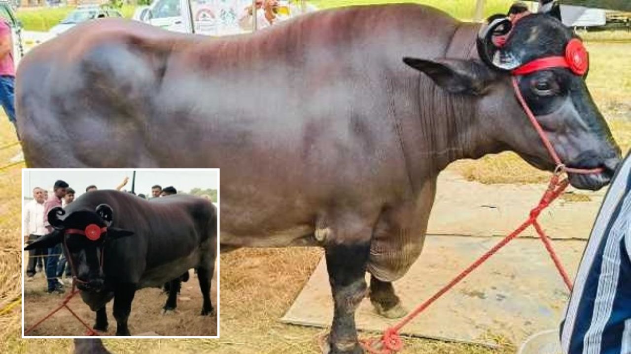 Most Expensive Buffalo Anmol Worth 23 Crore Rupees Eats Ghee And Dry Fruits Daily In Pushkar Mela Rajasthan
