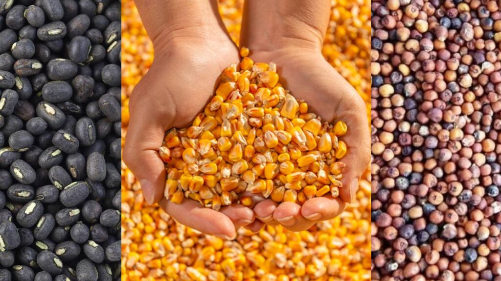 Kharif 2025 Sees Boost in Maize and Coarse Grains; MSP Hike Brings Hope for Farmers
