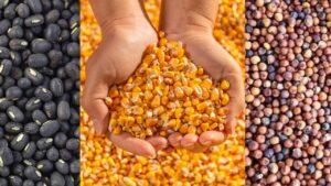 गुजरात सरकार खरीदेगी 15 हजार करोड़ की खरीफ फसलें, किसानों को मिलेगा MSP का लाभ