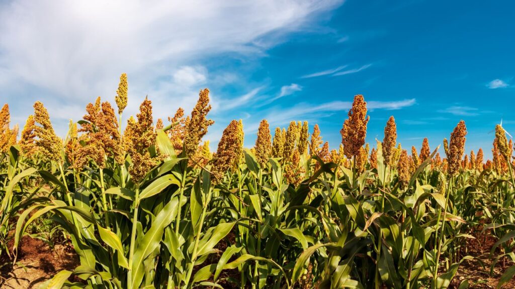 natural farming n himachal pradesh