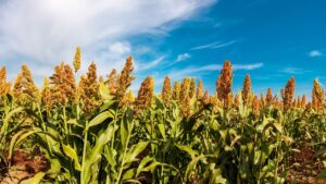 MSP से ज्यादा भाव ने नेचुरल फार्मिंग की ओर मोड़ा, 2 लाख किसान पुराने तरीके से खेती पर लौटे