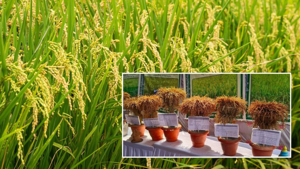 new rice varieties