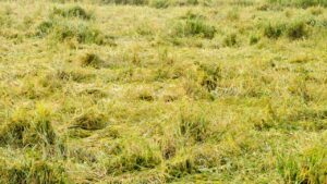 28 अक्टूबर को चक्रवात ‘मोंथा’ का दिखेगा असर, बारिश से फसलों को होगा नुकसान.. बचाव के लिए करें ये उपाय