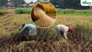 धान कटाई के समय इन 10 बातों का रखें खयाल, नहीं टूटेगा चावल का दाना.. मार्केट में मिलेगा ज्यादा रेट