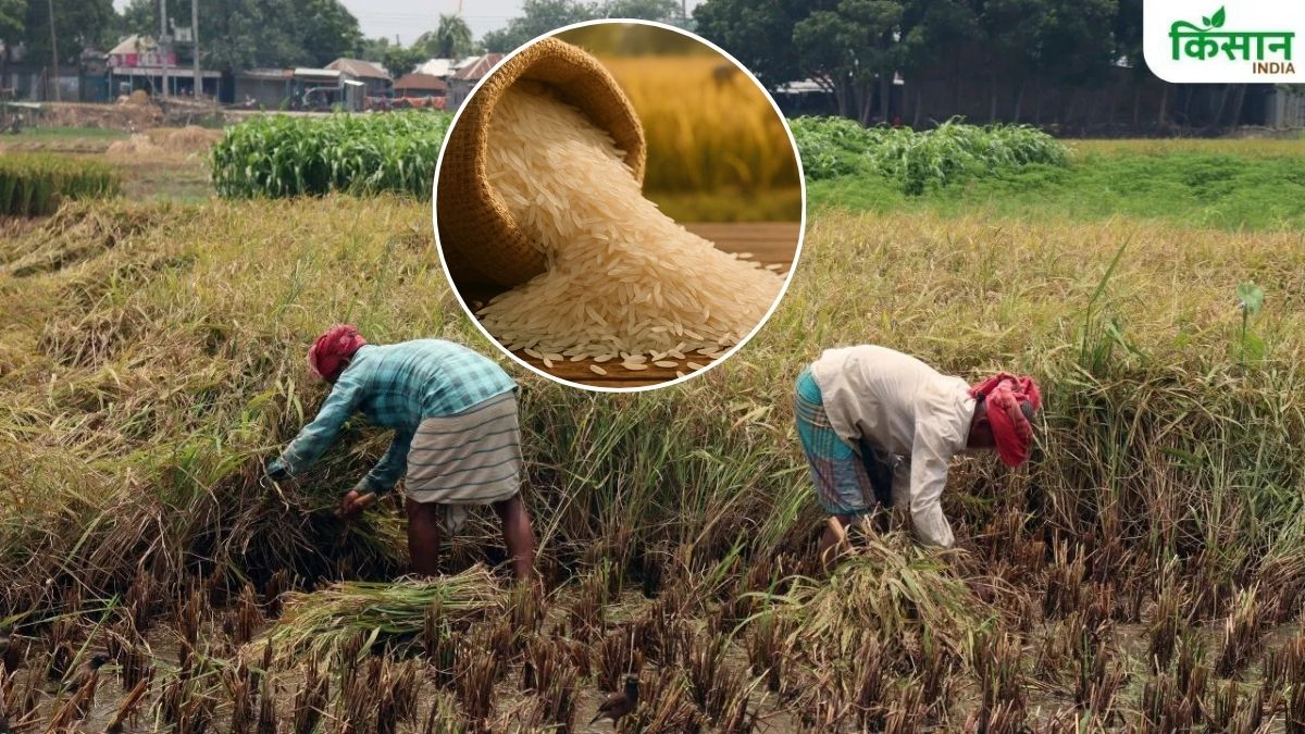 धान कटाई के समय इन 10 बातों का रखें खयाल, नहीं टूटेगा चावल का दाना.. मार्केट में मिलेगा ज्यादा रेट धान कटाई के समय इन 10 बातों का रखें खयाल, नहीं टूटेगा चावल का दाना.. मार्केट में मिलेगा ज्यादा रेट