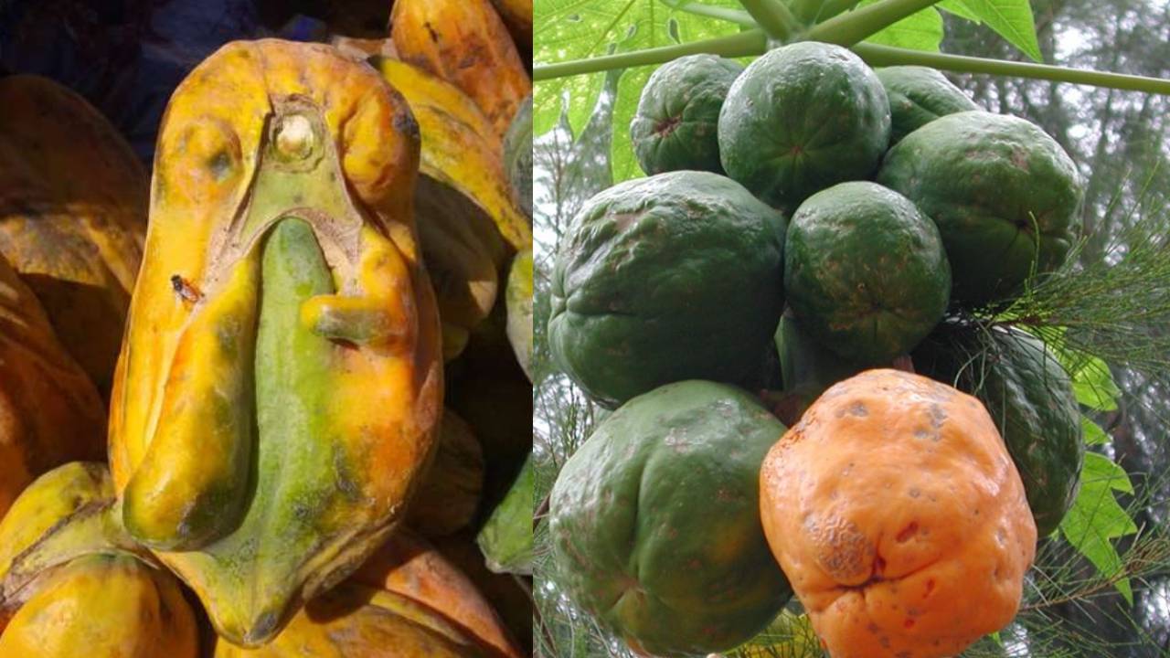 बोरोन की कमी से पपीते के फल होंगे छोटे और खराब, किसान जानें समाधान Papaya Yield Decline Boron Deficiency Effects On Growth And Solutions For Farmers