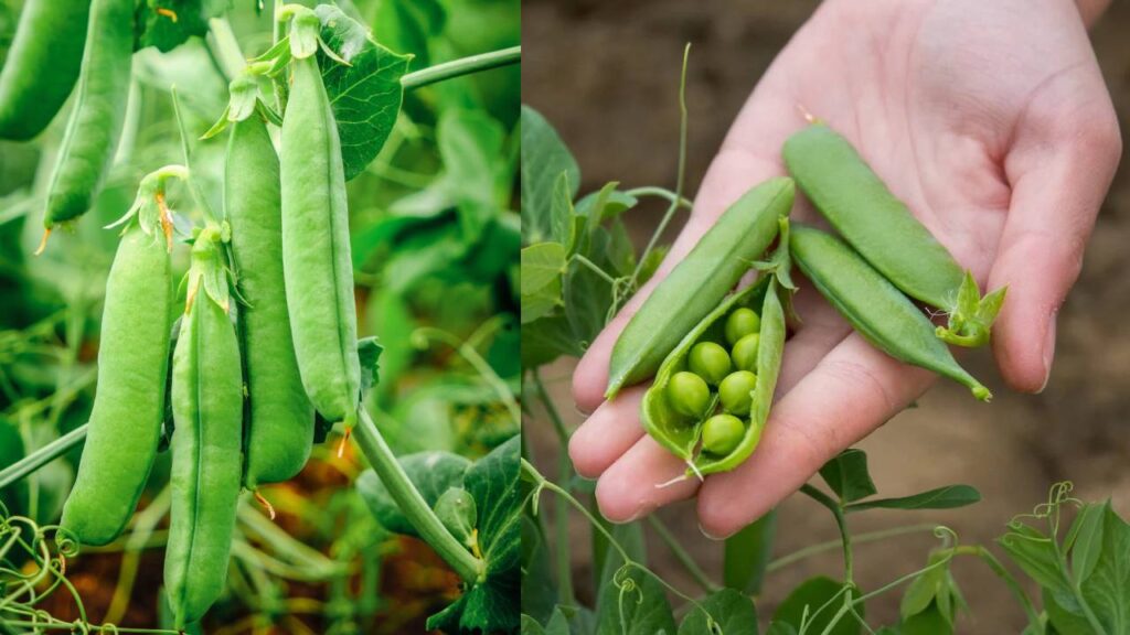 Grow Fresh Green Peas at Home This Winter: Easy Tips for Healthy and Delicious Peas