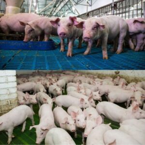 pig Farming