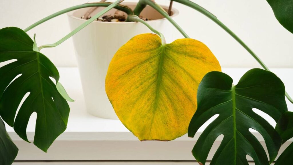 How to Save Overwatered Plants: Tips to Revive Your Drowning Greenery