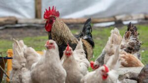 Poultry Farming: किसानों की कमाई बढ़ाती हैं ये नस्ल की मुर्गियां, आज से ही शुरू करें पालन