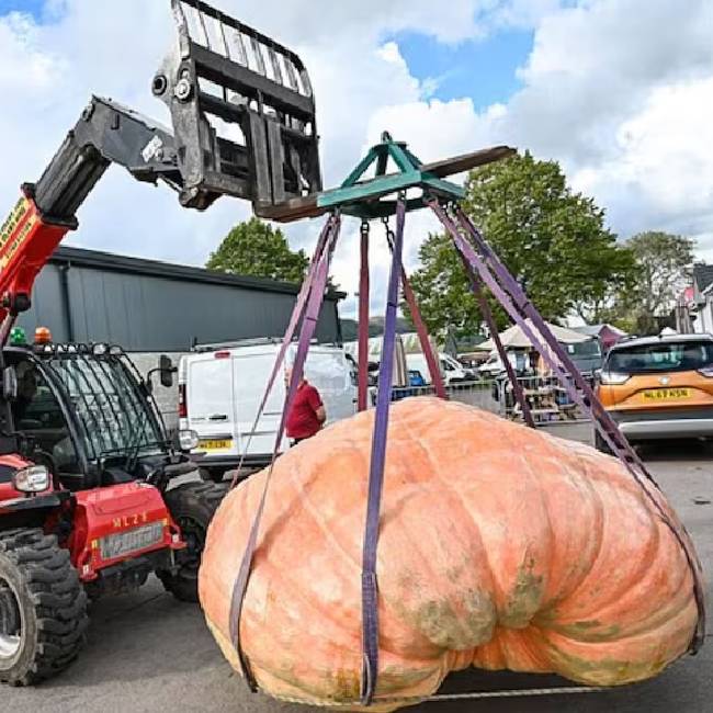 pumpkin