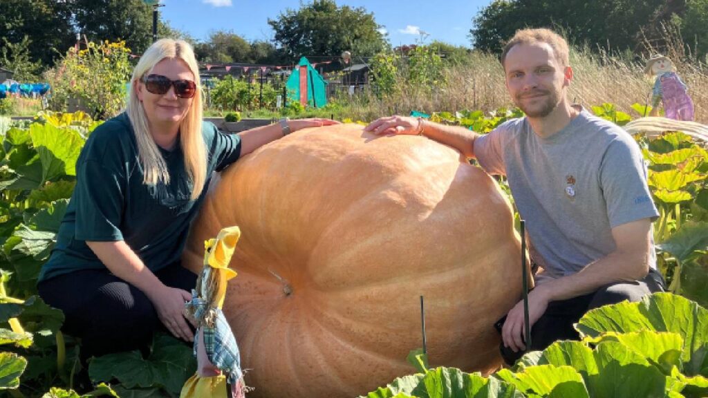 Couple Grows Giant 390 kg Pumpkin in UK Garden, Weighing as Much as Three Small Elephants