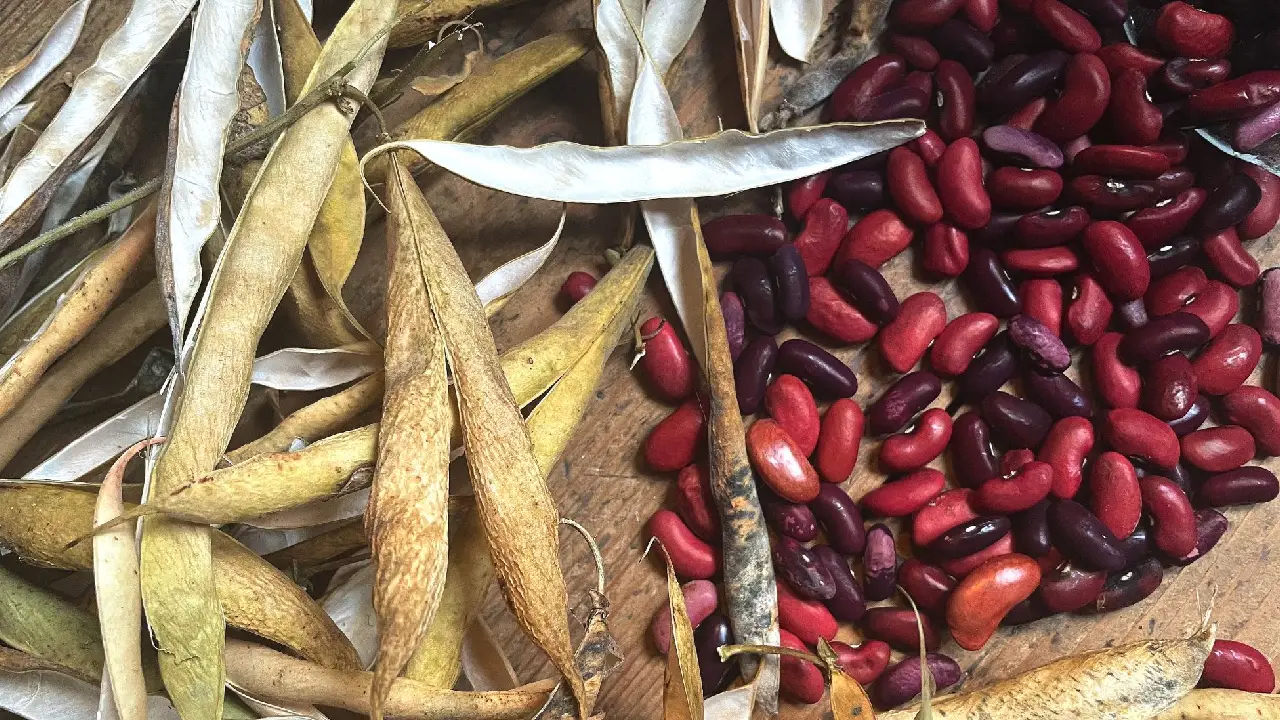 रबी सीजन में राजमा की खेती से होगी तगड़ी कमाई, जानिए बंपर पैदावार का राज Rajma Cultivation In Rabi Season Best Time Soil Techniques High Yield