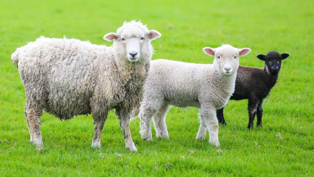 sheep and goat farming