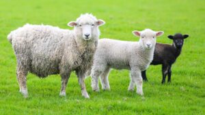 किसानों को भेड़-बकरी पालन की दी जाएगी मुफ्त ट्रेनिंग, कमाई के साथ ऊन उत्पादन बढ़ेगा