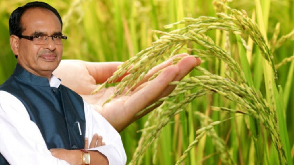 shivraj singh sowing new paddy varieties