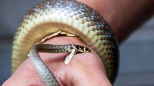 NCRB रिपोर्ट: बिजली, सांप और ठंड से हुई हजारों मौतें, बिहार समेत ये राज्य सबसे प्रभावित