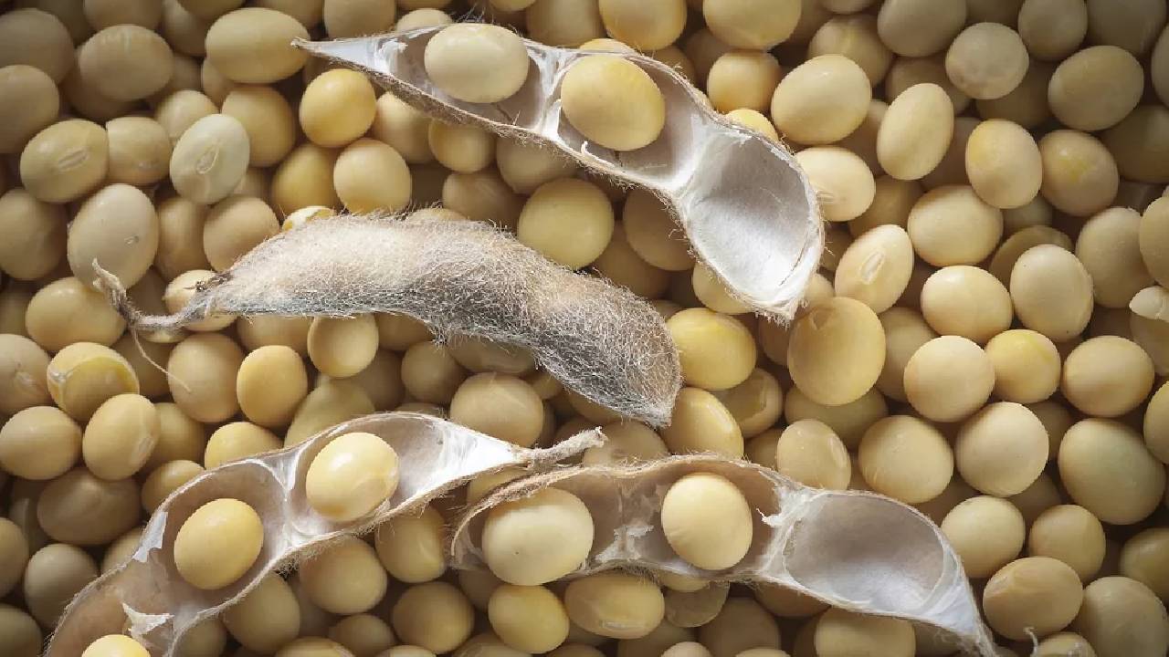 जीएम सोयाबीन मील आयात पर SOPA का जोरदार विरोध, केंद्र से रोक लगाने की अपील India Urged To Ban Gm Soybean Meal Imports From Usa Protect Farmers Preserve Non Gmo Reputation