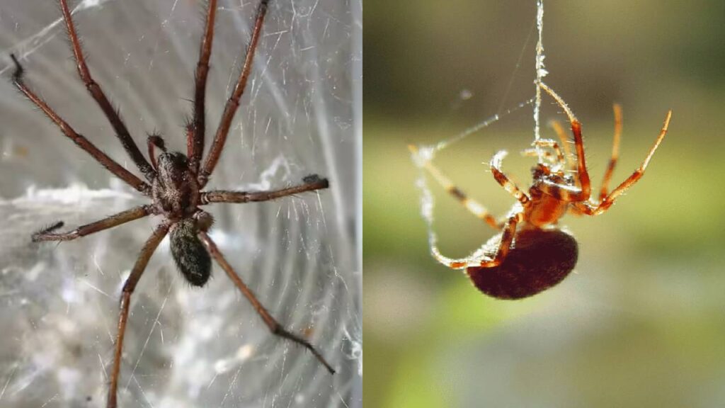 Diwali Cleaning Tip: How to Permanently Get Rid of Spider Webs with Simple Spray