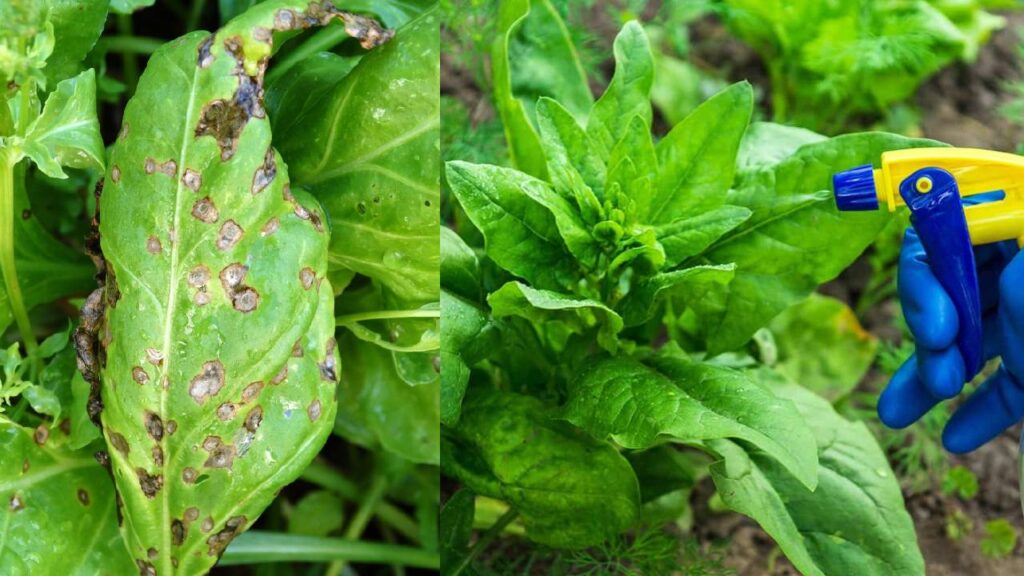 Spinach Farming Tips: Protect Leaves from Spots with These Effective Sprays, Boost Yield and Profit