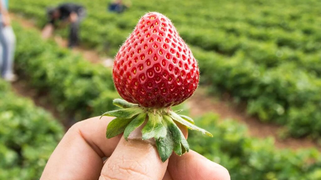 Winter Strawberry Farming: A Profitable and Sweet Opportunity for Farmers