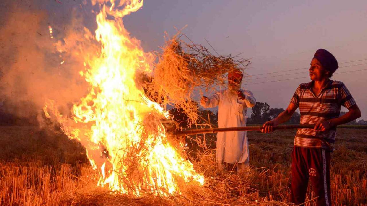 धुआं-धुआं हुआ पंजाब: एक दिन में 147 खेतों में जली पराली, जानिए क्यों नहीं थम रही ये आग Punjab Farm Fires 2025 Biggest Single Day Spike Stubble Burning Tarn Taran Amritsar
