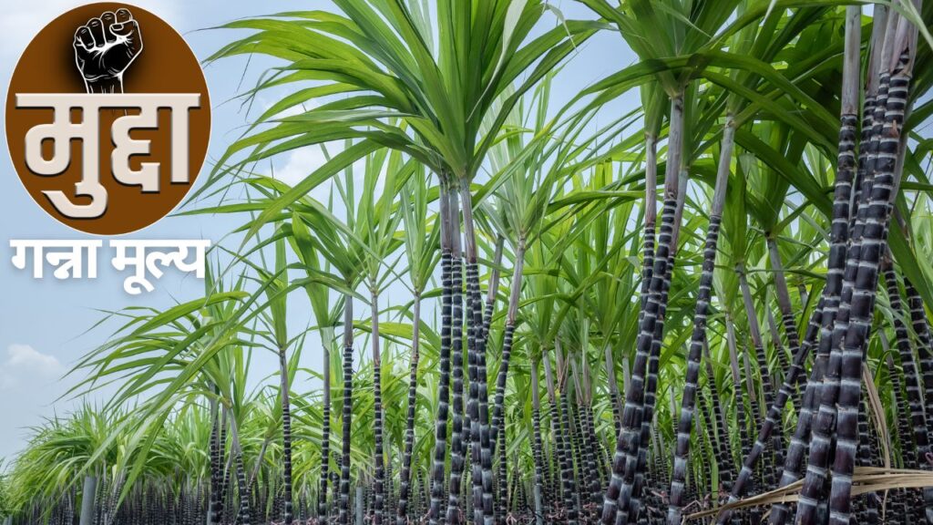 sugarcane price hike