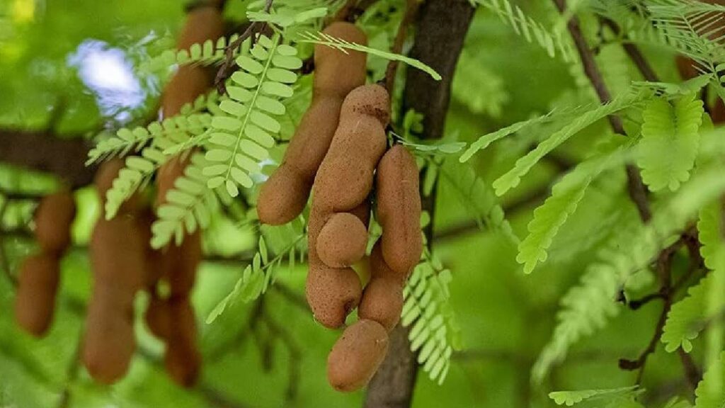 Tamarind Farming: How Farmers Can Earn Big with Minimal Effort