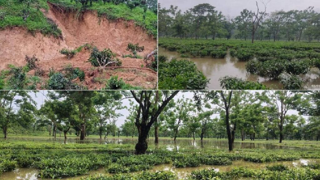 Darjeeling Floods and Landslides Wipe Out Premium Autumn Tea Crop, Supply Crisis Looms