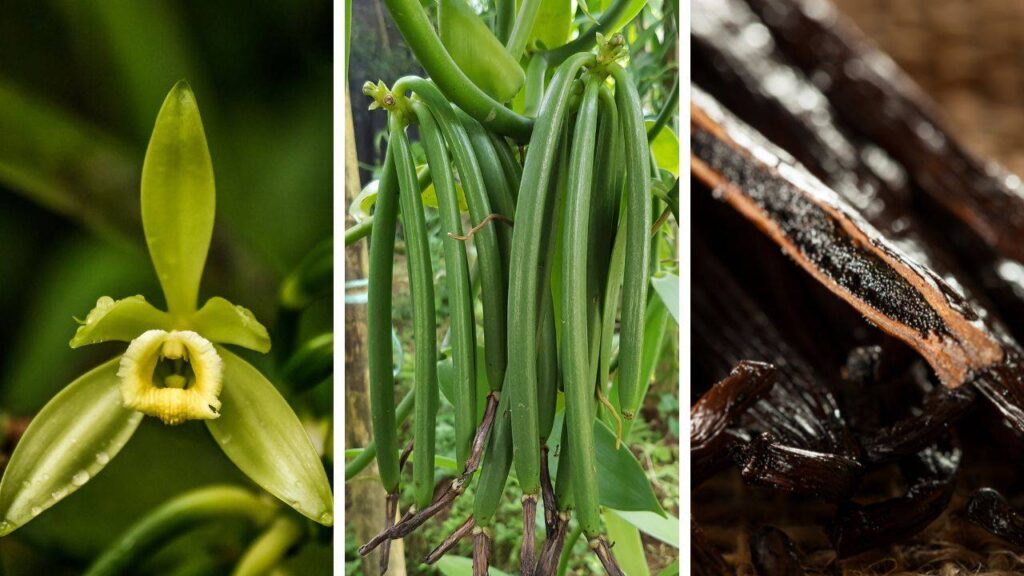 Vanilla Farming in India: How Farmers Can Earn Lakhs by Growing Vanilla Beans Selling at Rs 50,000 per Kg