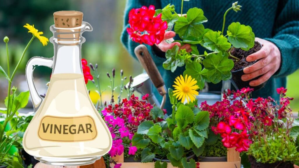 Vinegar in Your Garden: Natural Ways to Control Weeds, Kill Pests, Prevent Fungus, and Boost Plant Growth