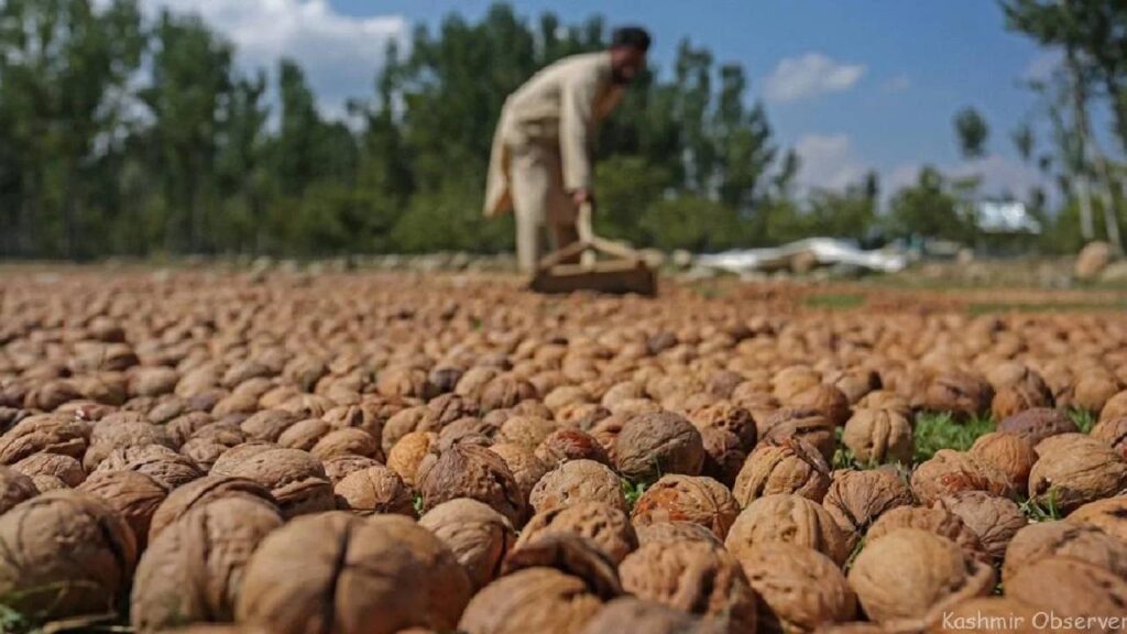 Kashmir’s Walnut Industry Struggles Amid Poor Infrastructure and Rising Imports